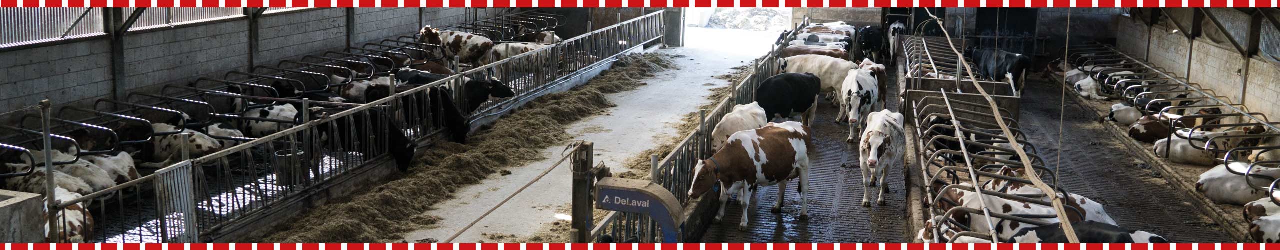 Slider 3 - Ijsboerderij De Schoonheuvel - Hedel