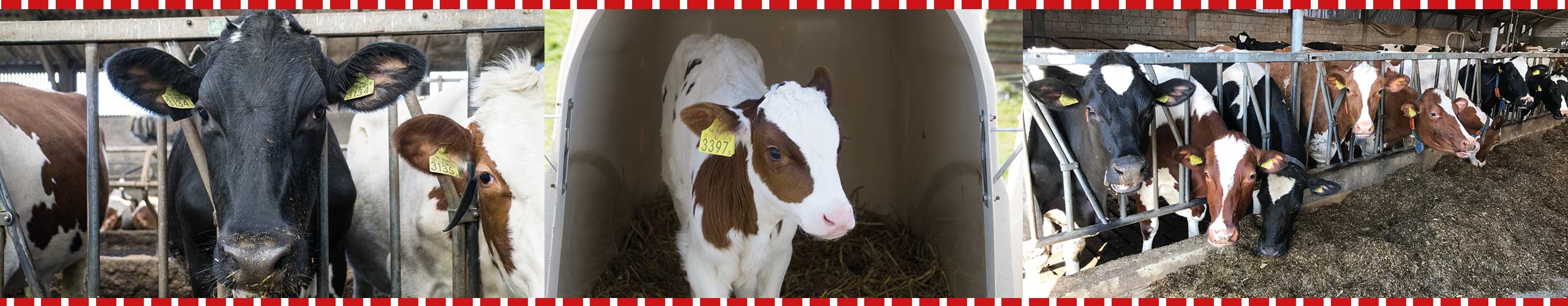 Slider 4 - Onze dieren - Ijsboerderij De Schoonheuvel - Hedel